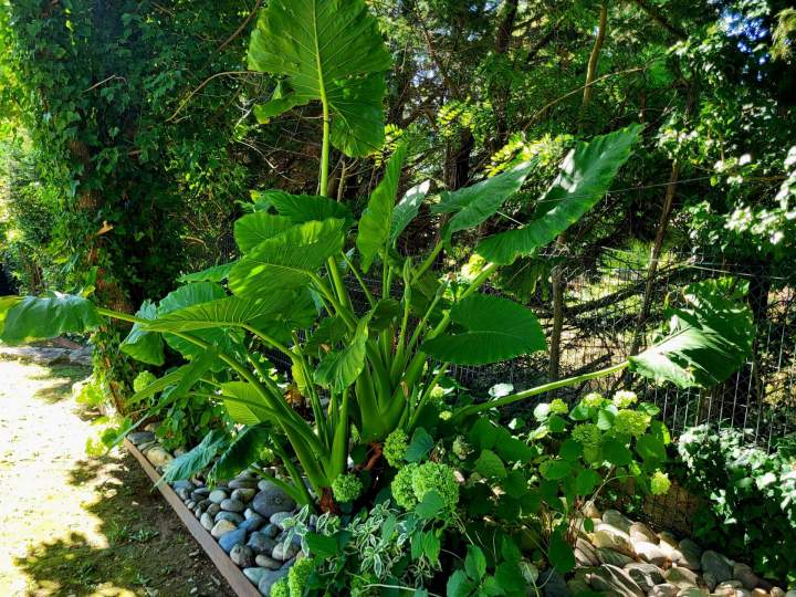 Jardin vert Manosque