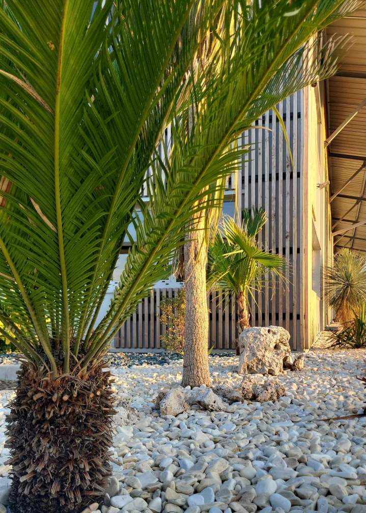Plantes tropicales Manosque
