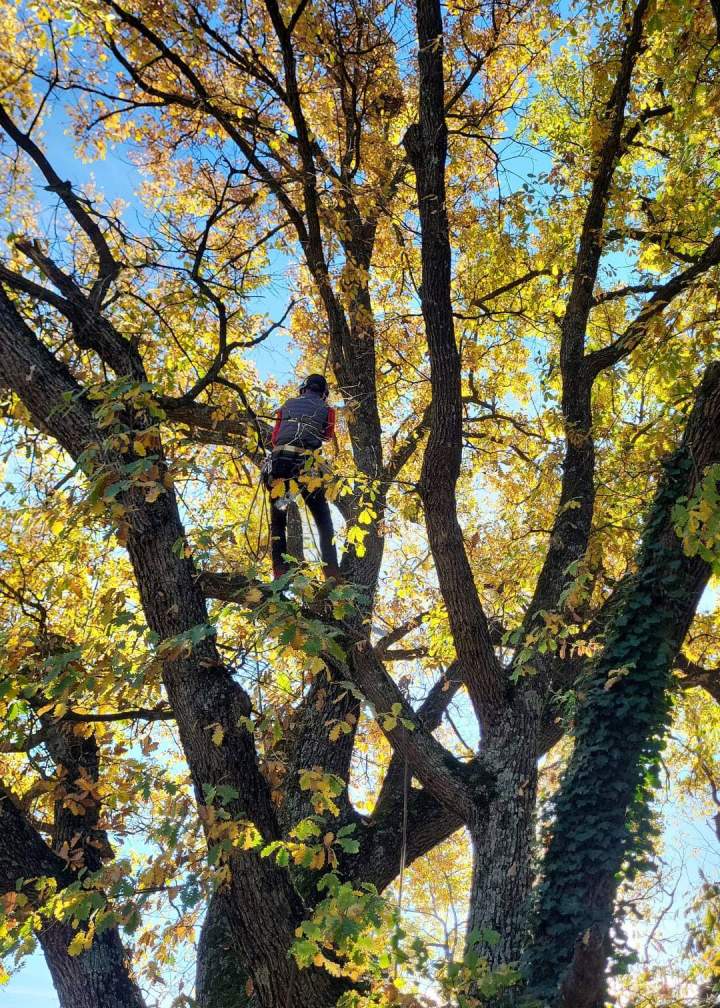Interventions sécurisées pour la santé et l'esthétique de vos arbres.