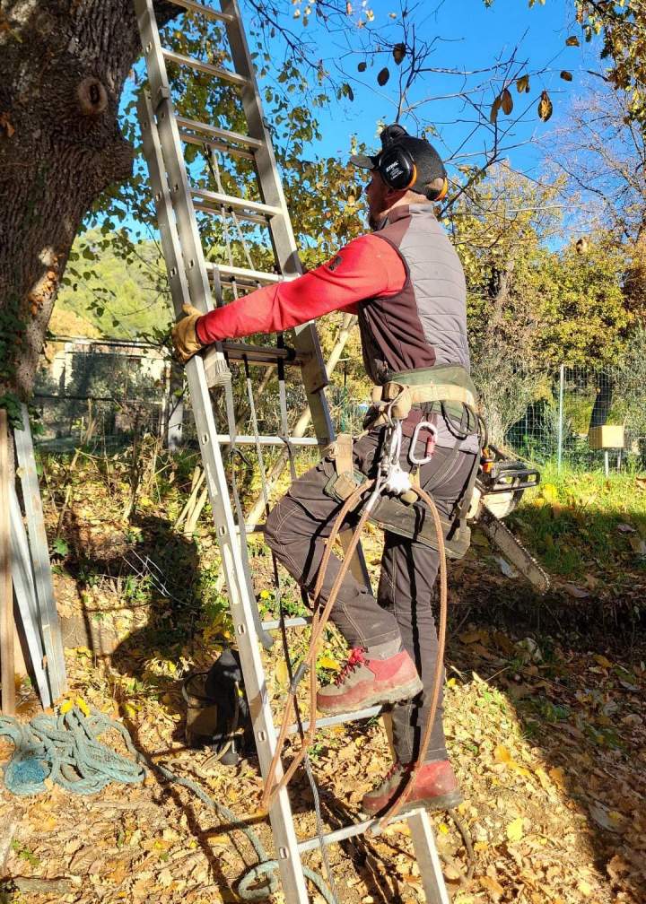 Travaux d'élagage arbre Manosque