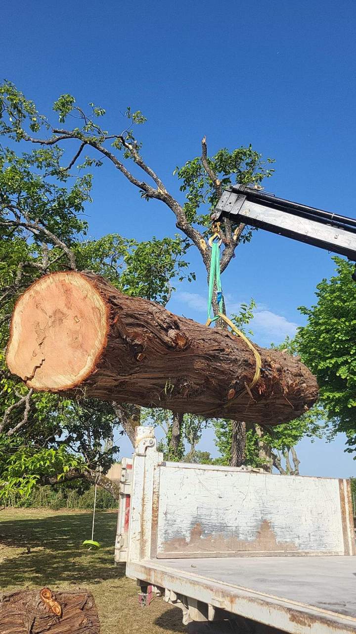 Grutage arbre Manosque