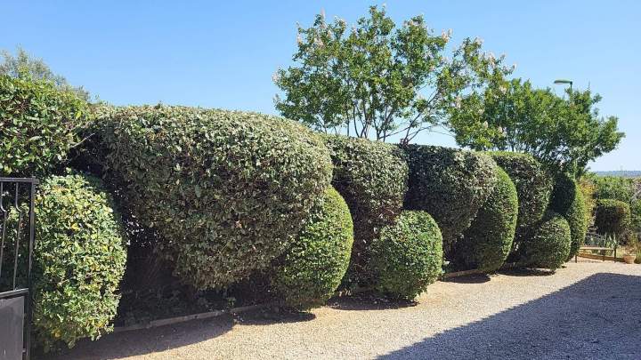 Haie Taillé Manosque