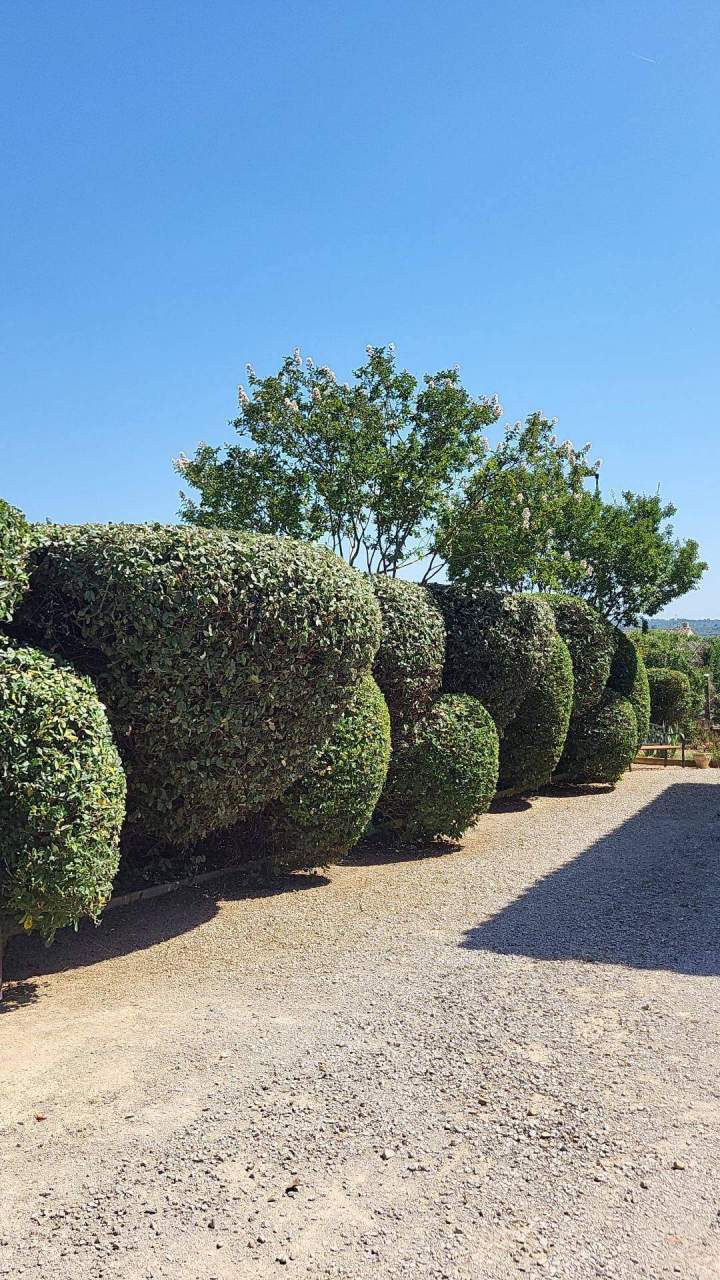 Taille et entretien Manosque