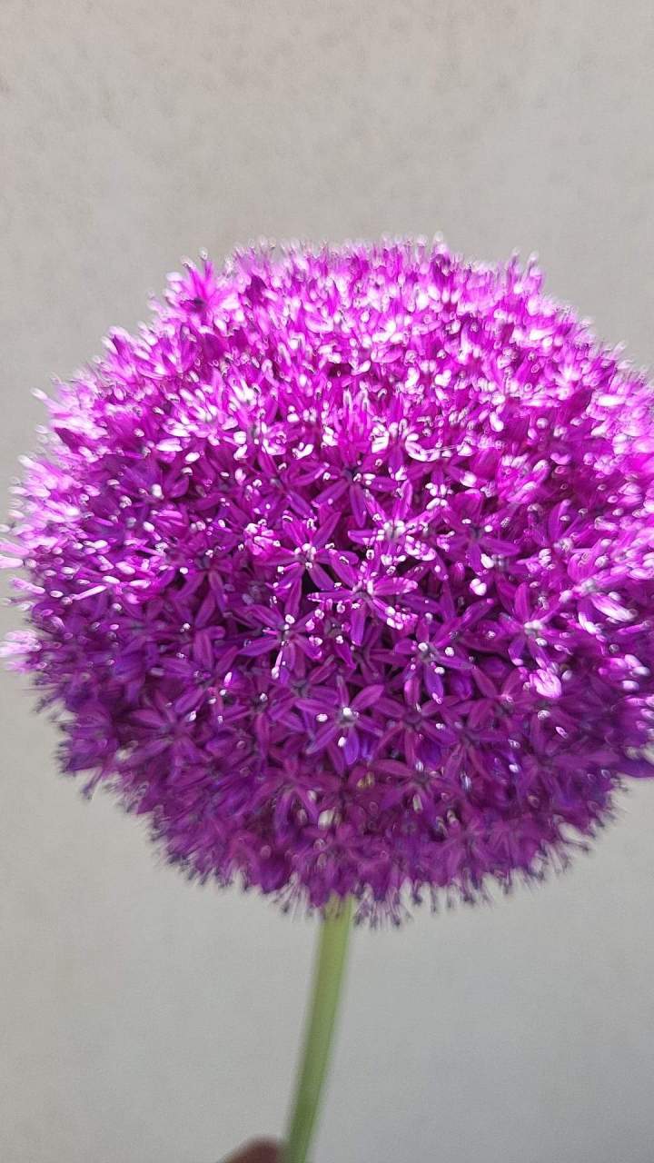 Fleur taillé Manosque